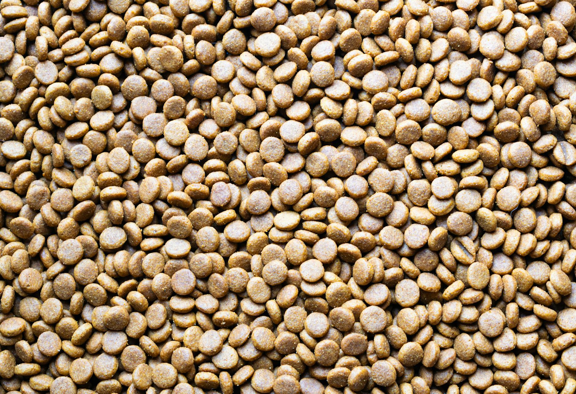 Pellet drzewny: jak rozpoznać dobry i nie przepłacić za samą etykietę Zbliżenie na rozsypane granulki karmy przypominające pellet drzewny